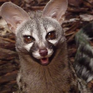 Common Genet
