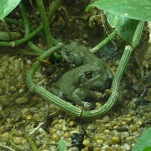 Colorado River toads