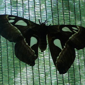 Attacus atlas