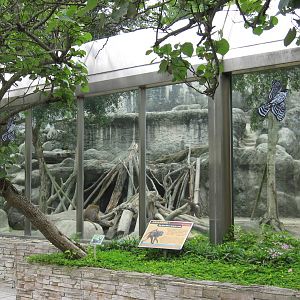 African zone - Olive baboon exhibit