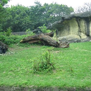 African zone - Gorilla exhibit