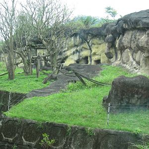 African zone - Mandrill exhibit