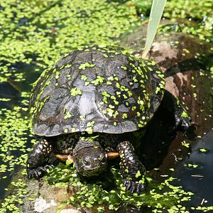 European pond terrapin?