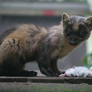 Pine marten