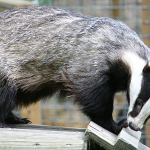 Badger