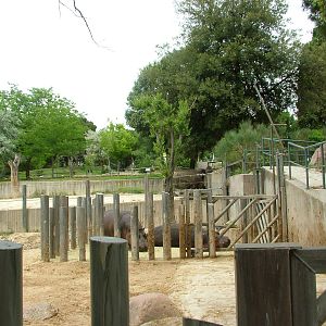 Common Hippos at Madrid Zoo Aquarium, 26/05/11