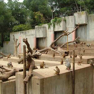 Baboon Exhibit at Madrid Zoo Aquarium, 26/05/11