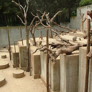 Baboon Exhibit at Madrid Zoo Aquarium, 26/05/11
