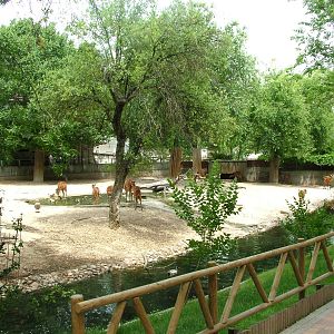 Sitatunga Exhibit at Madrid Zoo Aquarium, 26/05/11