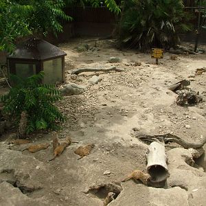 Meerkat Exhibit at Madrid Zoo Aquarium, 26/05/11