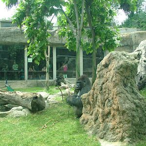 Gorilla Exhibit at Madrid Zoo Aquarium, 26/05/11