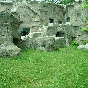 Gorilla Exhibit at Madrid Zoo Aquarium, 26/05/11