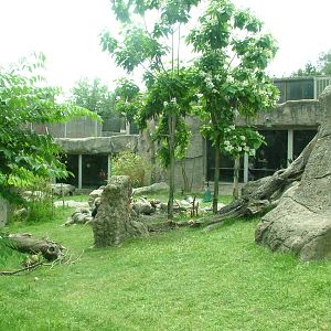 Gorilla Exhibit at Madrid Zoo Aquarium, 26/05/11
