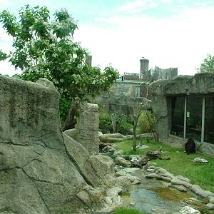 Gorilla Exhibit at Madrid Zoo Aquarium, 26/05/11