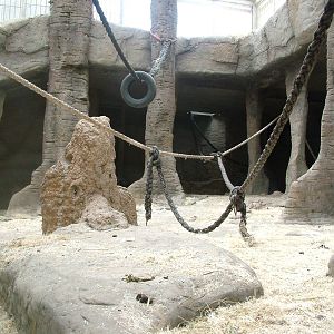 Gorilla Exhibit at Madrid Zoo Aquarium, 26/05/11