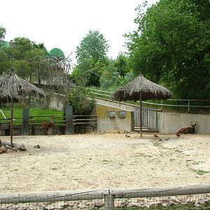 Bongo Exhibit at Madrid Zoo Aquarium, 26/05/11