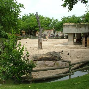 American Bison Exhibit at Madrid Zoo Aquarium, 26/05/11