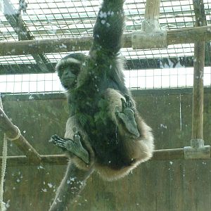 Eastern Mueller's Gibbon at Madrid Zoo Aquarium, 26/05/11