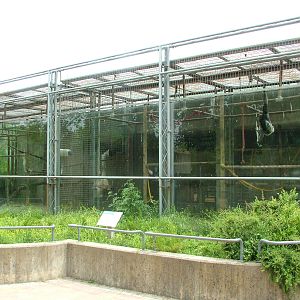 Primate Exhibits at Madrid Zoo Aquarium, 26/05/11