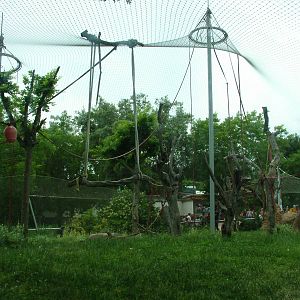 Outdoor Orang Exhibit at Madrid Zoo Aquarium, 26/05/11