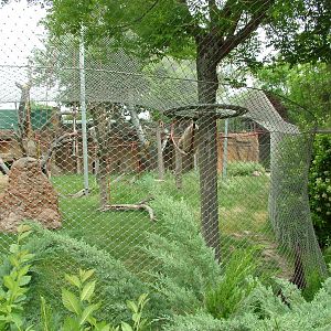 Outdoor Orang Exhibit at Madrid Zoo Aquarium, 26/05/11