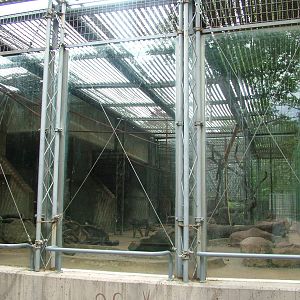 Mandrill Exhibit at Madrid Zoo Aquarium, 26/05/11