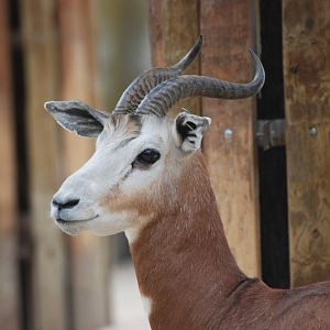 Mhorr Gazelle at Madrid Zoo Aquarium, 26/05/11
