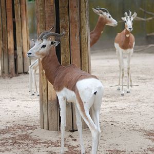 Mhorr Gazelles at Madrid Zoo Aquarium, 26/05/11