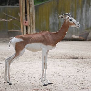 Mhorr Gazelle at Madrid Zoo Aquarium, 26/05/11