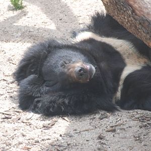 Asiatic Black Bear at Madrid Zoo Aquarium, 26/05/11