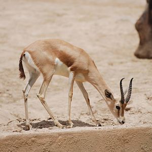 Saharan Dorcas Gazelle at Madrid Zoo Aquarium, 26/05/11