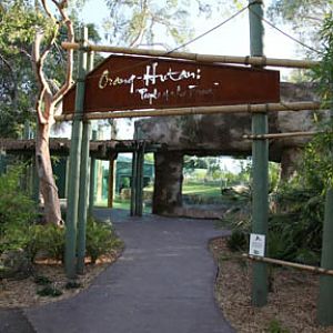 Orangutan Exhibit - June 11, 2011