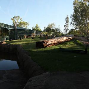 Orangutan Exhibit - June 11, 2011