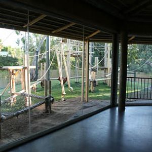 Orangutan Exhibit - June 11, 2011