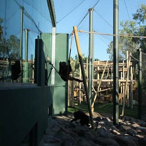 Orangutan Exhibit - June 11, 2011