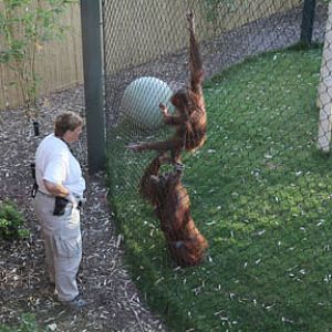Orangutan Exhibit - June 11, 2011