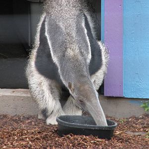 Animals of the Pampas - Giant Anteater