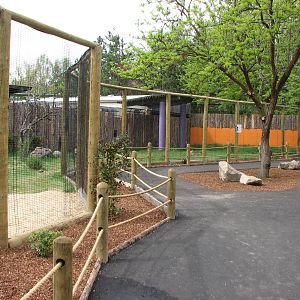 Animals of the Pampas