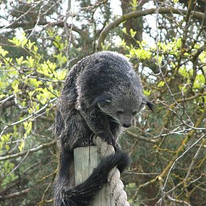 Binturong
