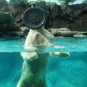 Willy the Polar Bear