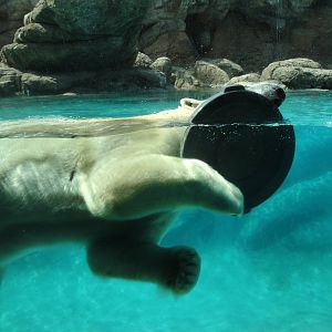 Willy the Polar Bear