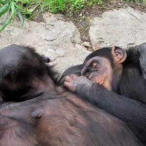 Chimpanzee Breastfeeding