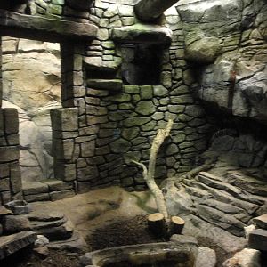 Mexican Beaded Lizard Exhibit