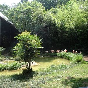 Chilean Flamingo Exhibit