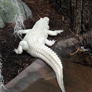 Leucistic American Alligator