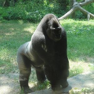 Western Lowland Gorilla