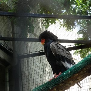 Bateleur Eagle