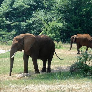 African Elephants