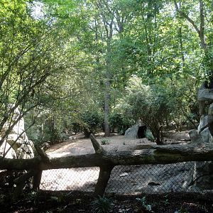 Red River Hog Exhibit