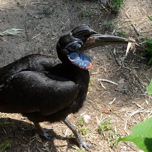 Abyssinian Ground Hornbill